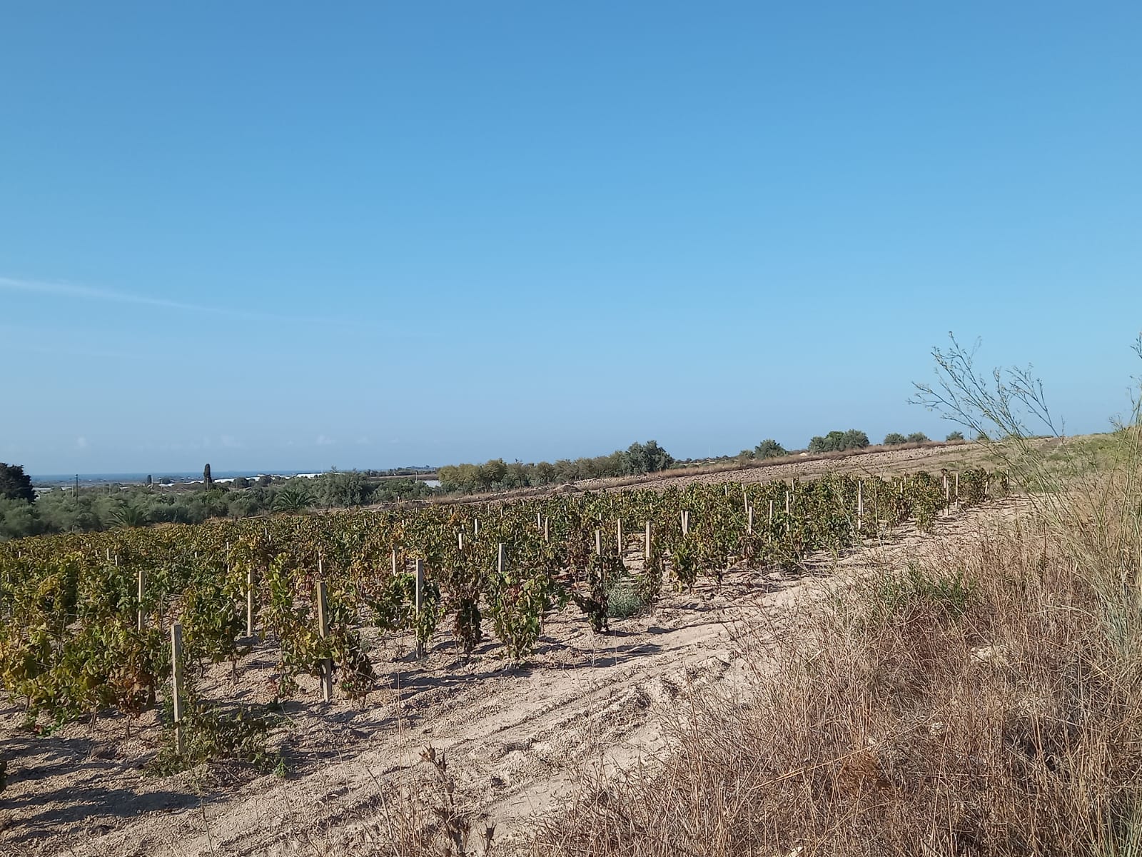 TERRENO PANORAMICO BURGIO