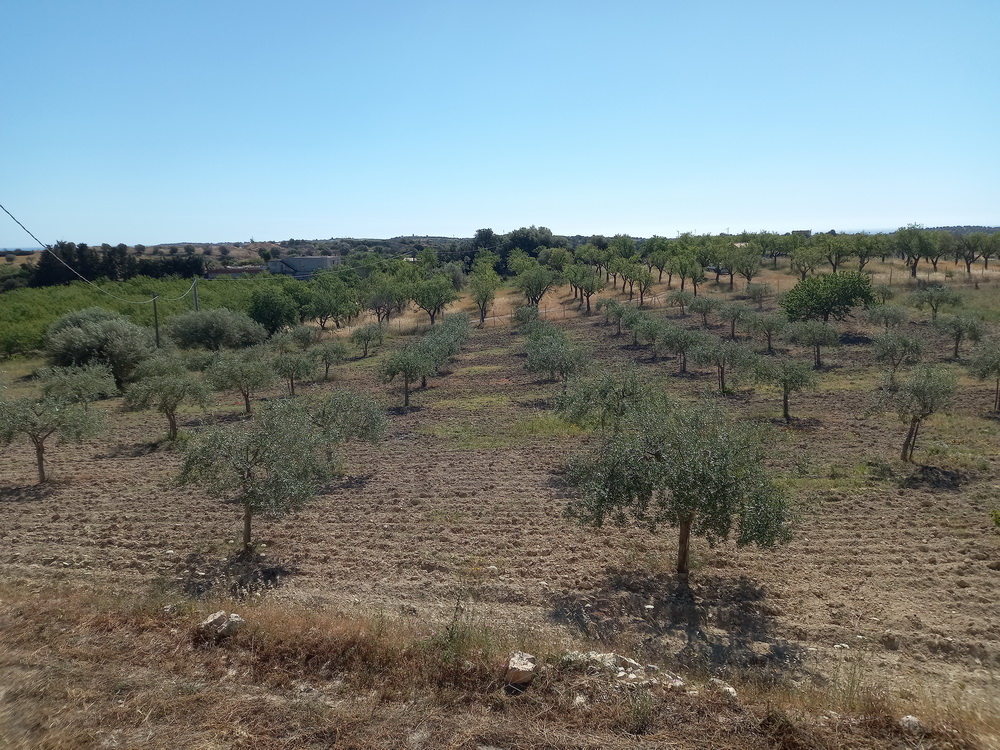 TERRENO CON PALMENTO