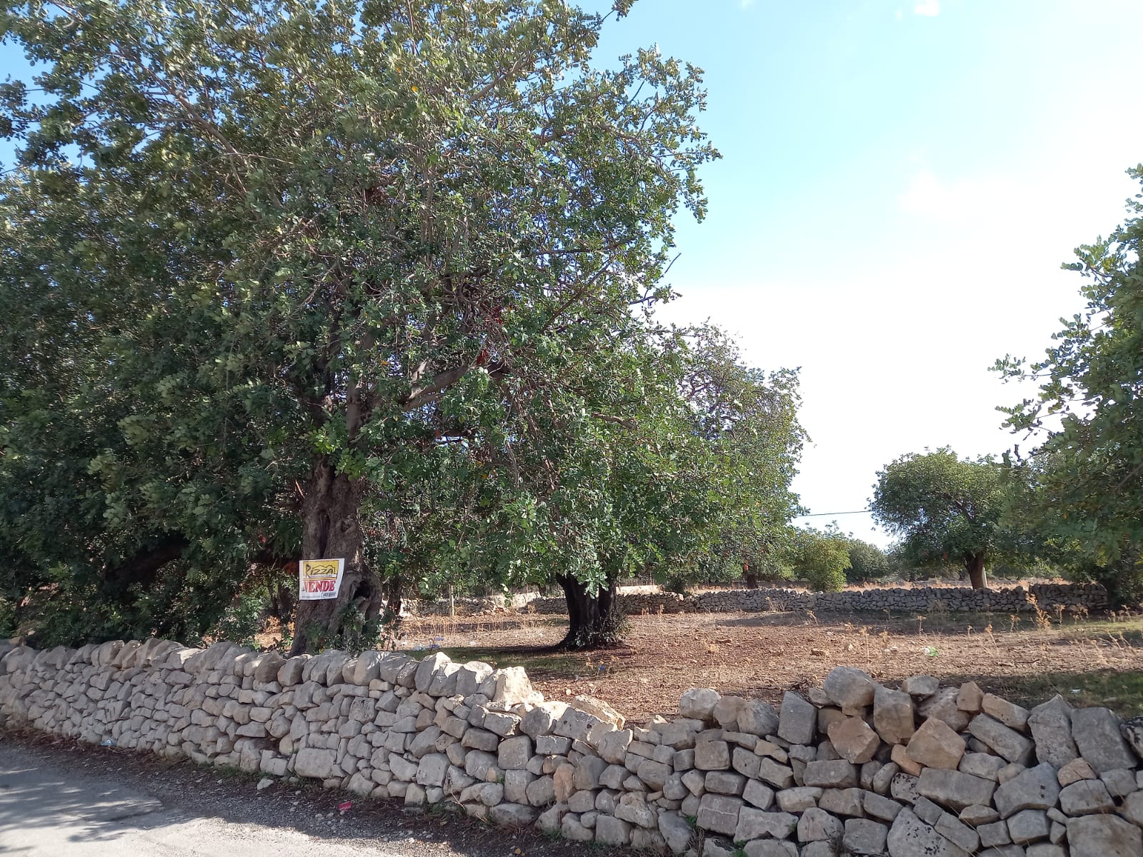 TERRENO AGRICOLO TIMPAROSSA