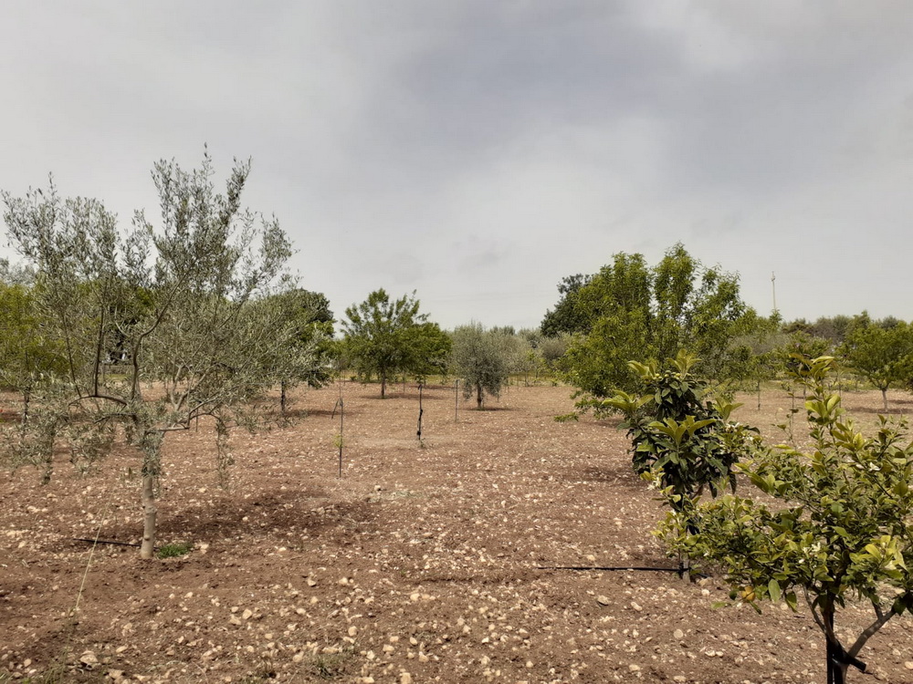 TERRENO RENNA