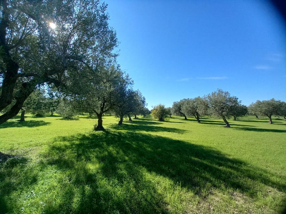 ULIVETO E VIGNETO