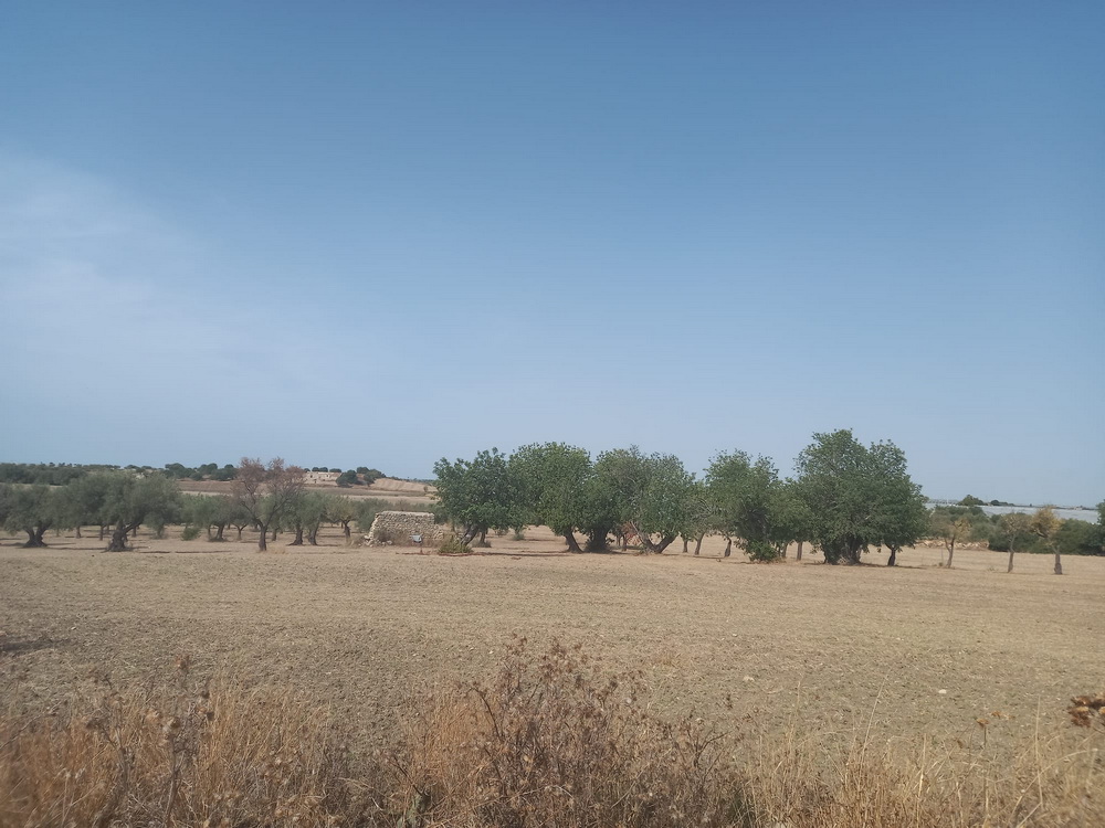 TERRENO AGRICOLO
